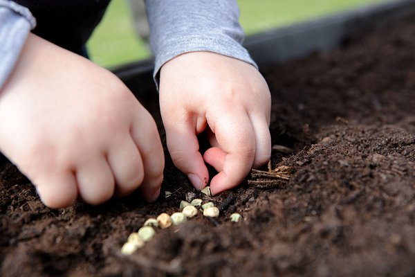 Kinder-Hände legen Samen in die Erde