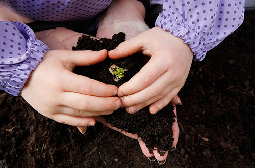 Kinder-Hände schützen eine kleine Pflanze
